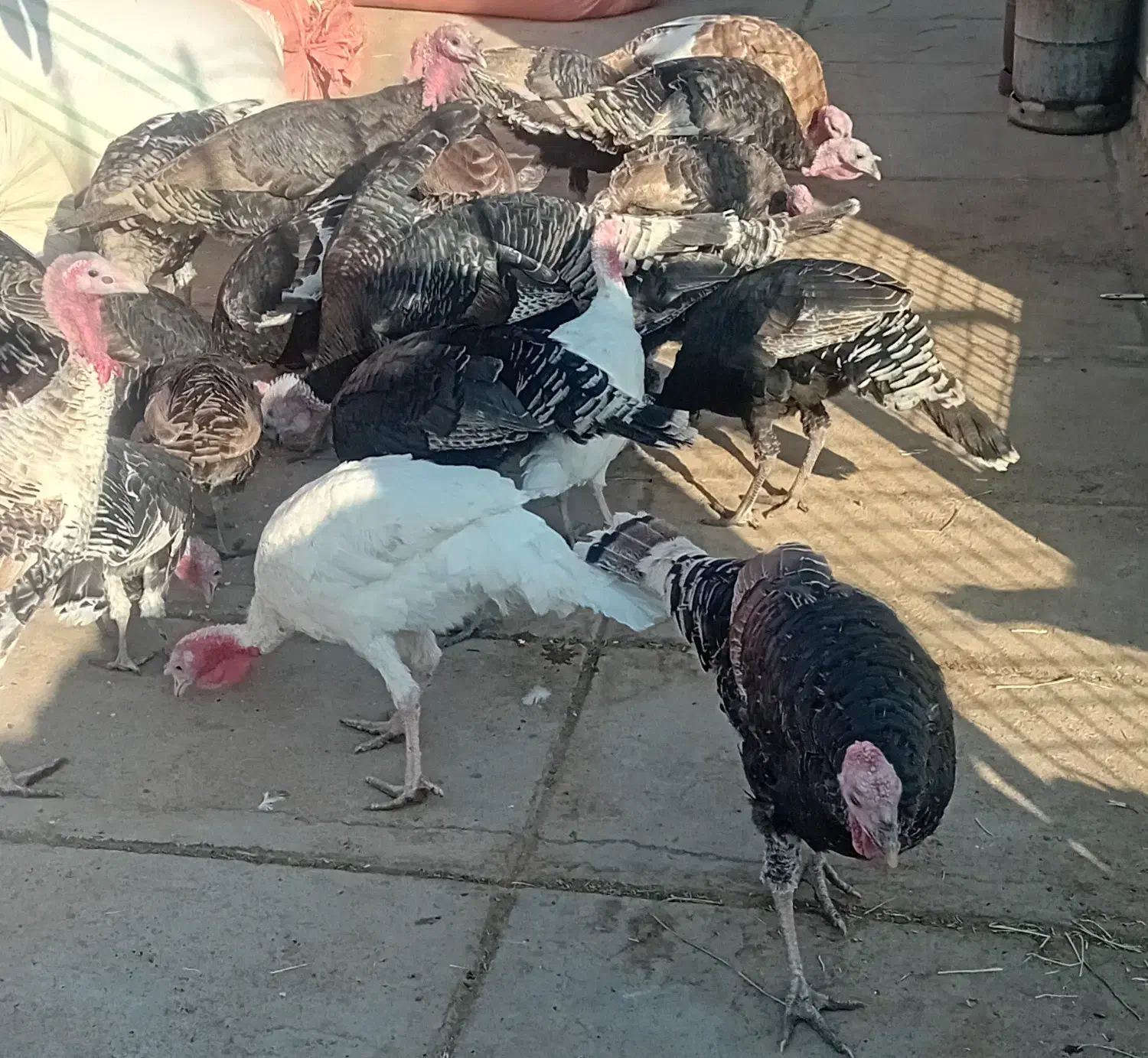 فروش بوقلمون|پرنده|تربت جام, مطهری|دیوار