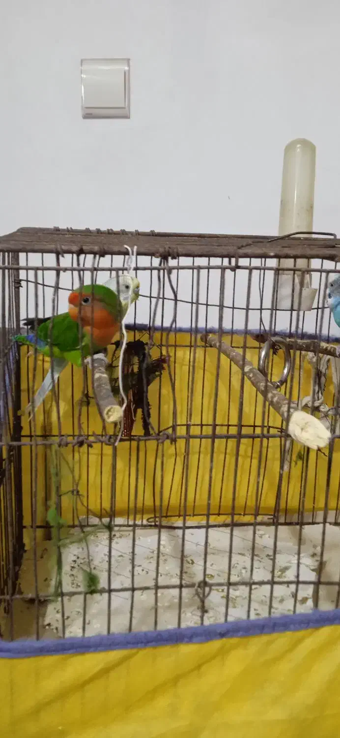 طوطی برزیلی و مرغ عشق|پرنده|سنگر, |دیوار