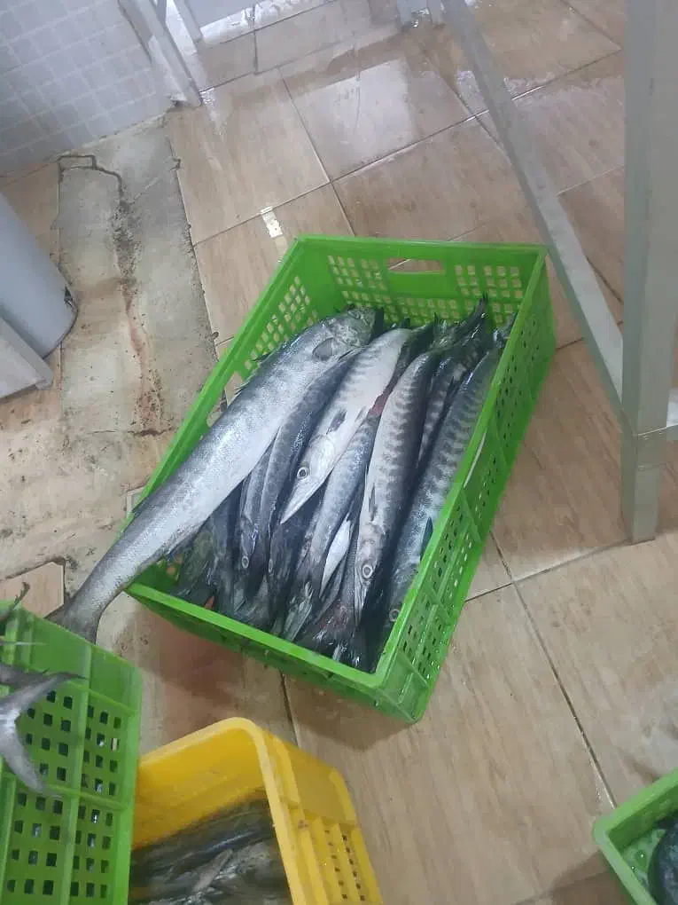 ماهی چنگو تازه رسید|خوردنی و آشامیدنی|فسا, |دیوار