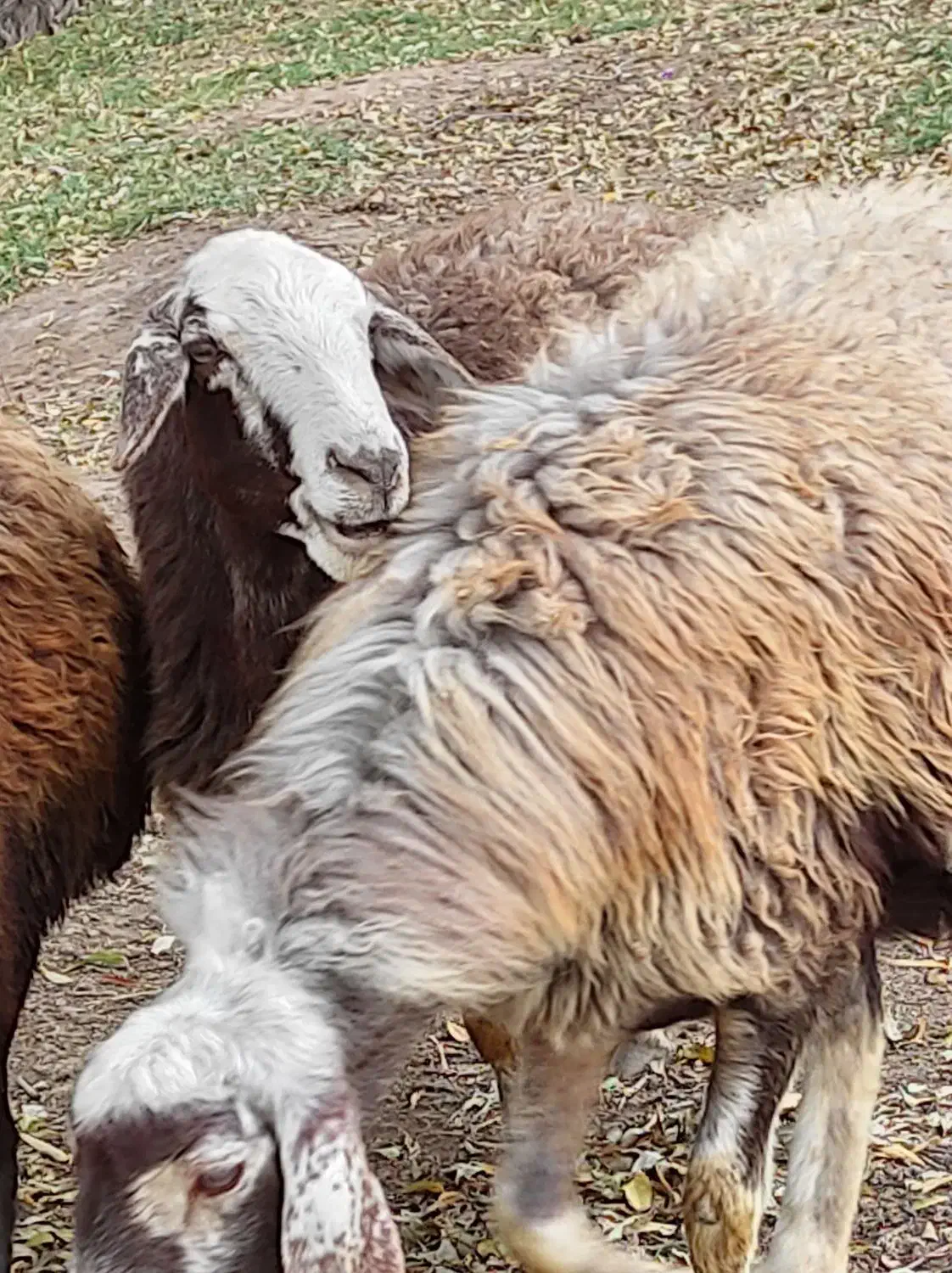 گوسفندگوشتی|حیوانات مزرعه|ارشق, |دیوار