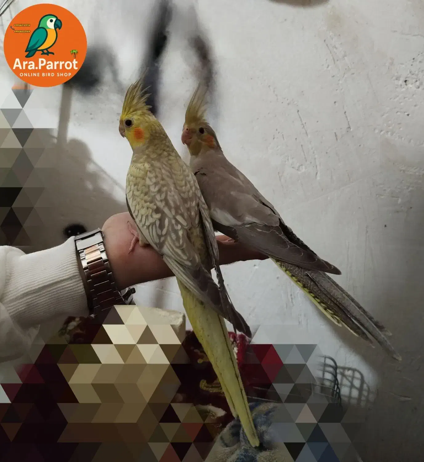 3 عدد عروس رام|پرنده|بوکان, |دیوار