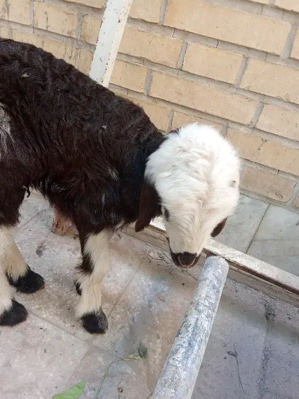 بره شیری|حیوانات مزرعه|حمیدیا, |دیوار