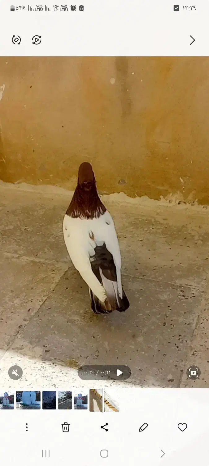 کبوتر حسن خانی|حیوانات|سنندج, |دیوار