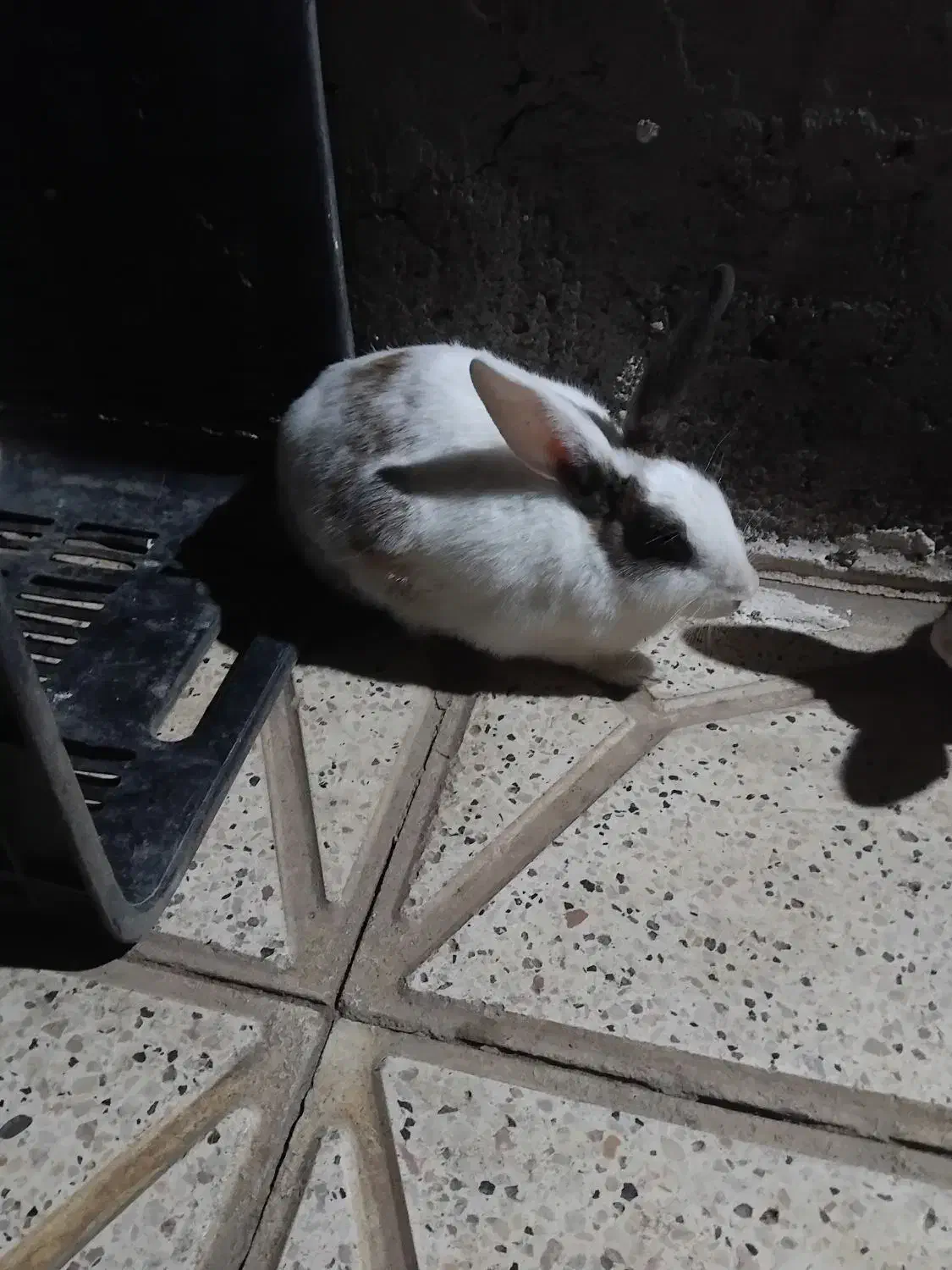 خرگوش خوشگل|موش و خرگوش|نیشابور, دربقاضی|دیوار