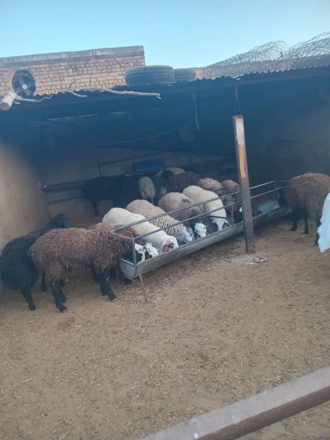 گوسفند بره نر|حیوانات مزرعه|هشتگرد, شهرک بعثت|دیوار