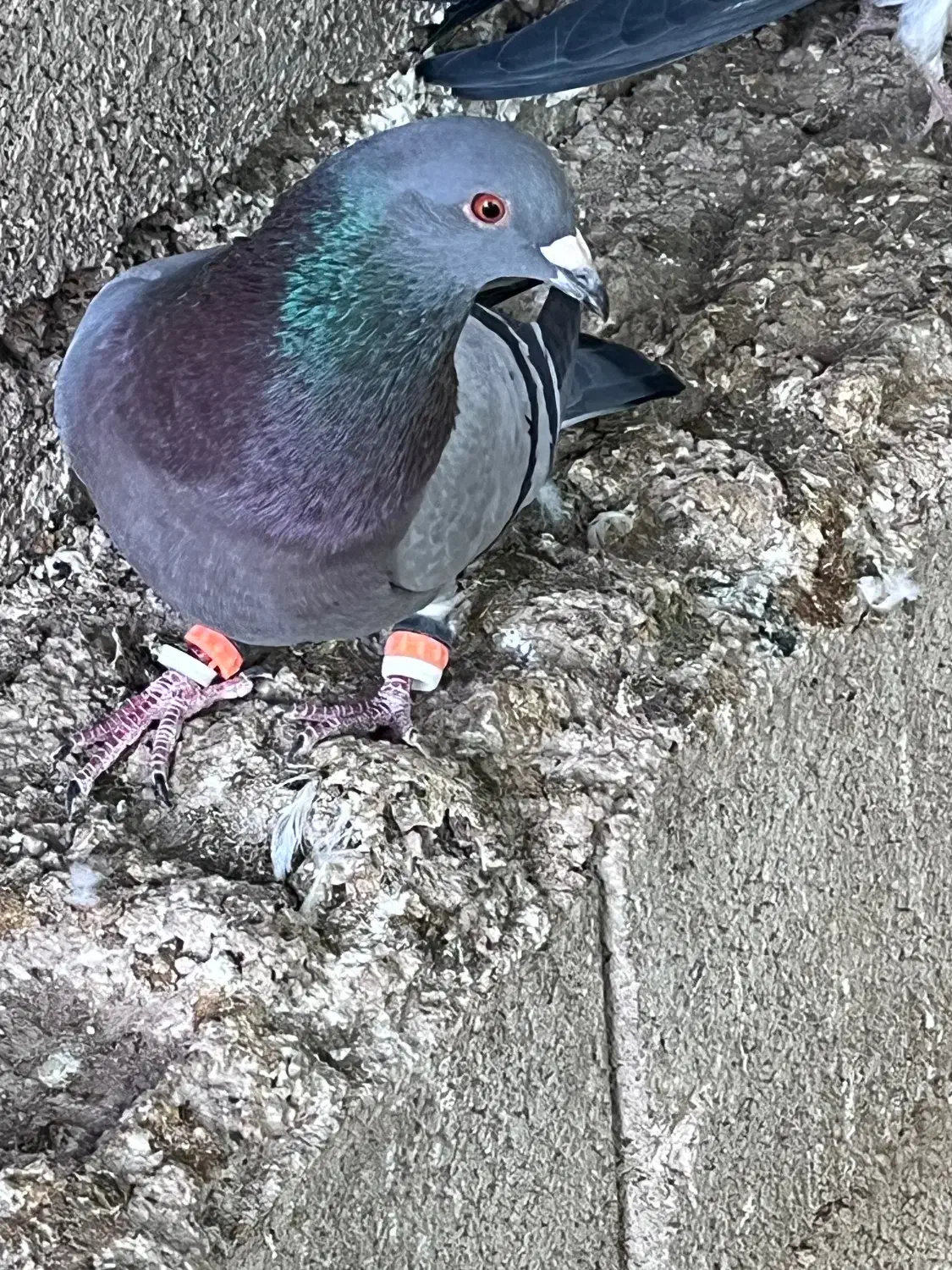 پرنده|پرنده|یاسوج, |دیوار