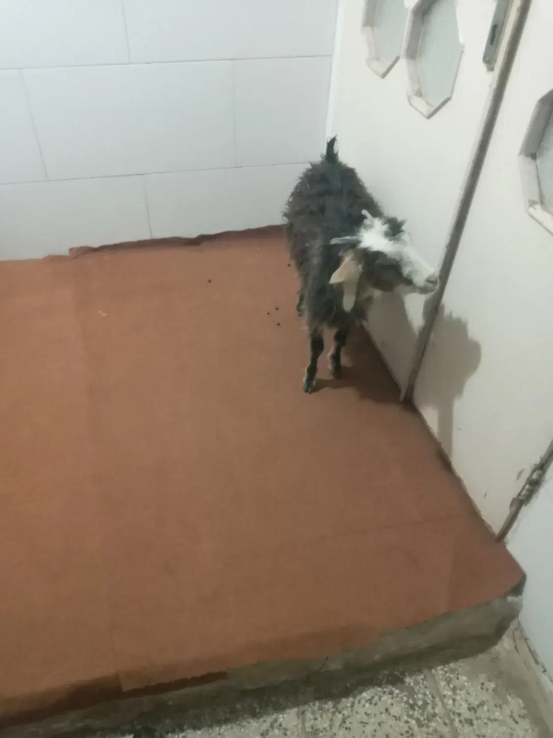 بزغاله|حیوانات مزرعه|اقبالیه, |دیوار