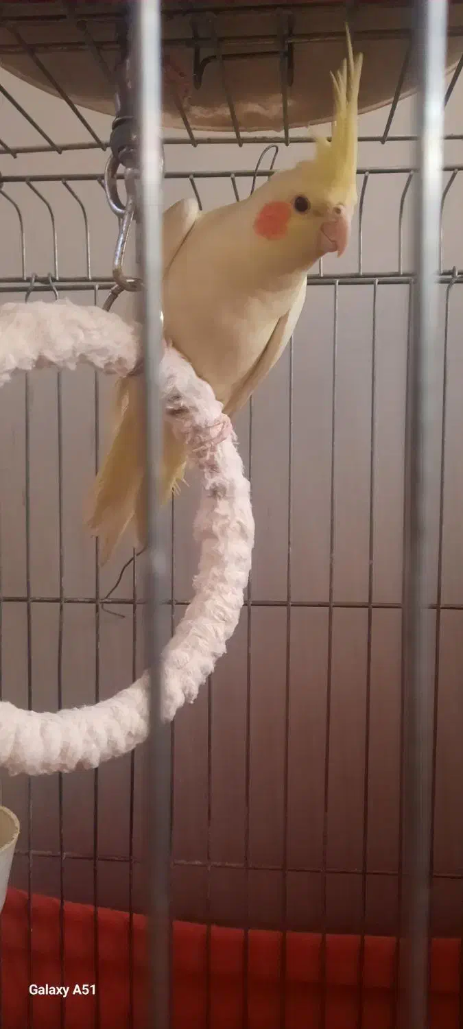 عروس هلندی|پرنده|کهریزک, |دیوار