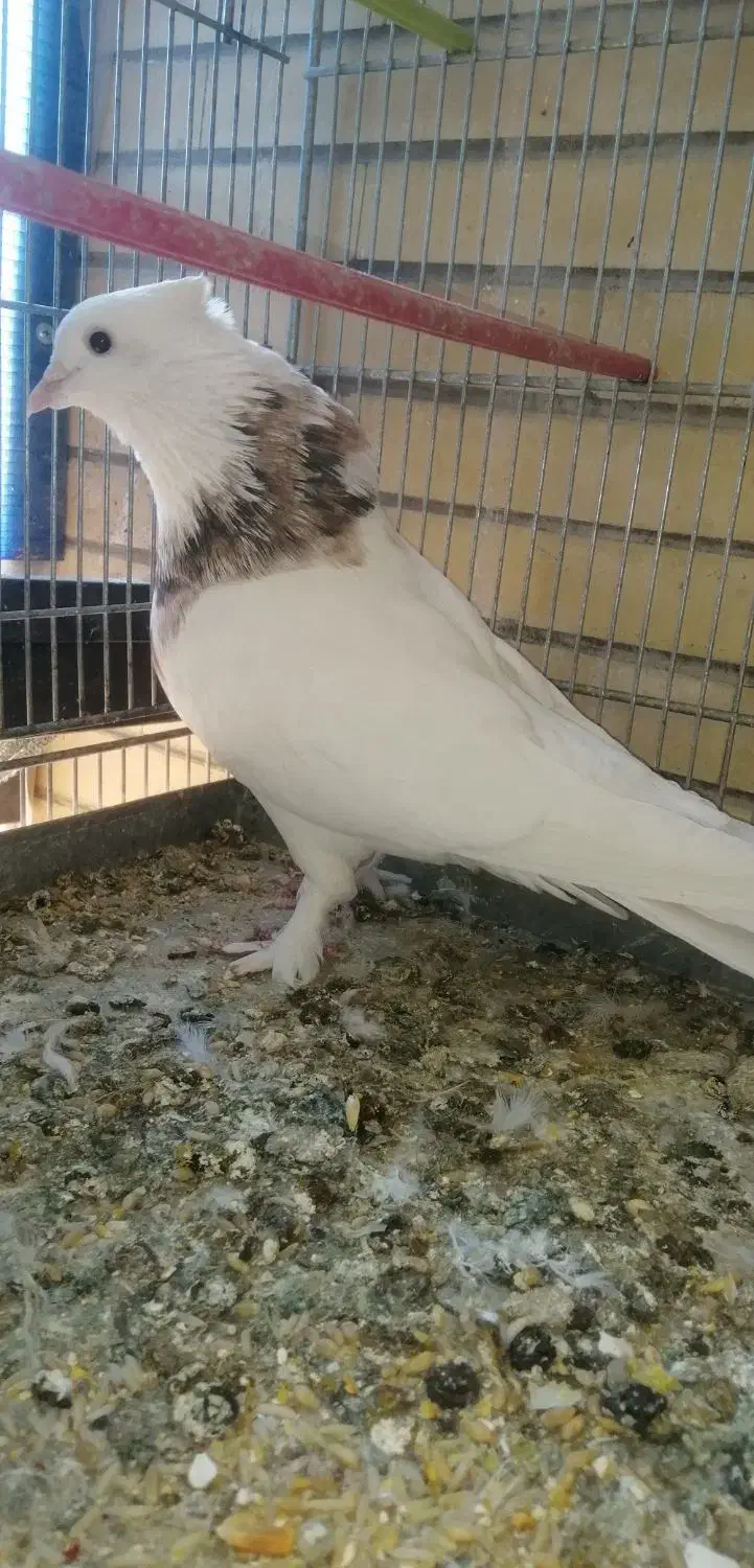 طوقی نر هفت رنگ|پرنده|کاشان, معلم|دیوار