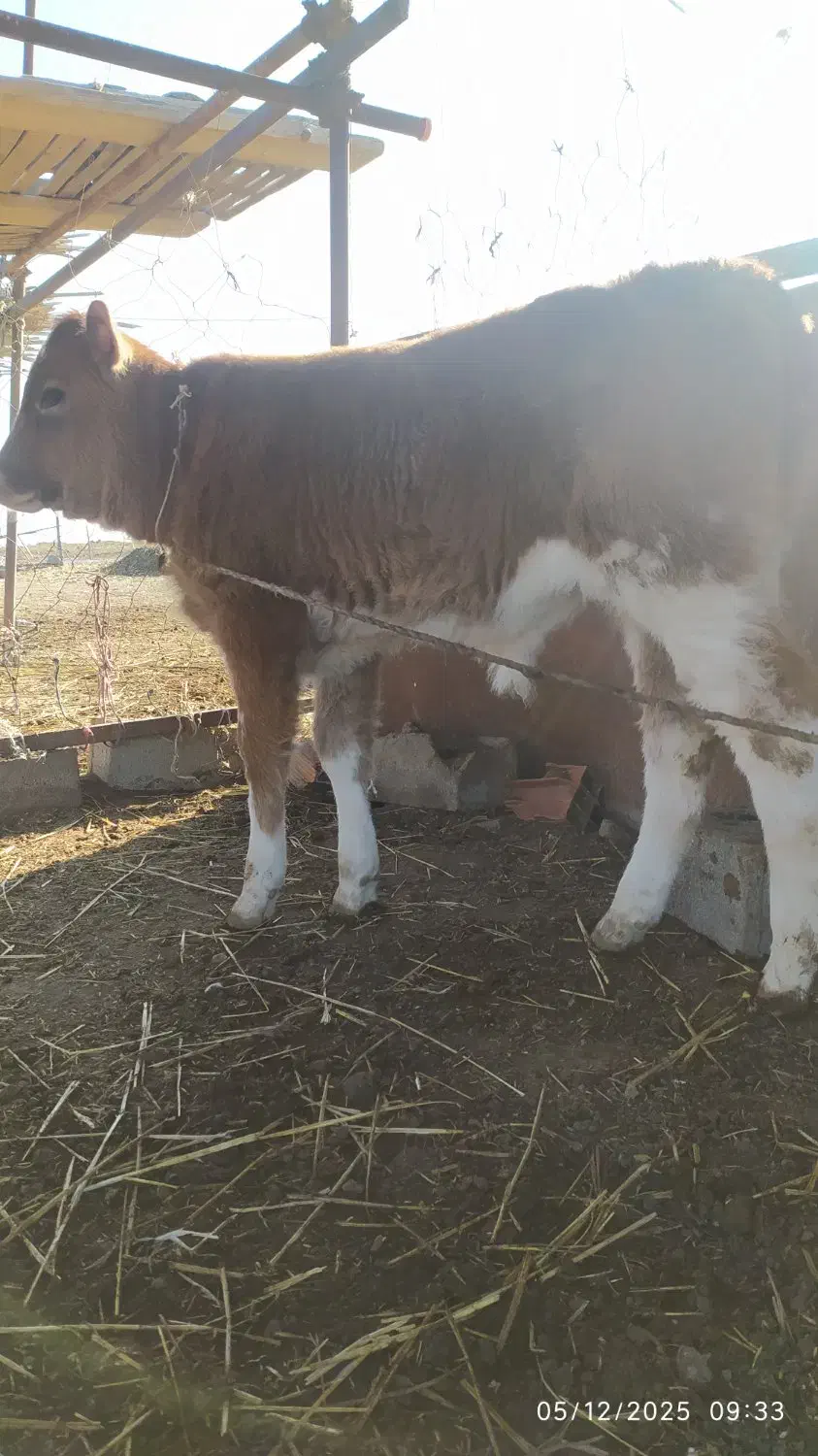 گوساله قرمز نر|حیوانات مزرعه|گمیشان, |دیوار