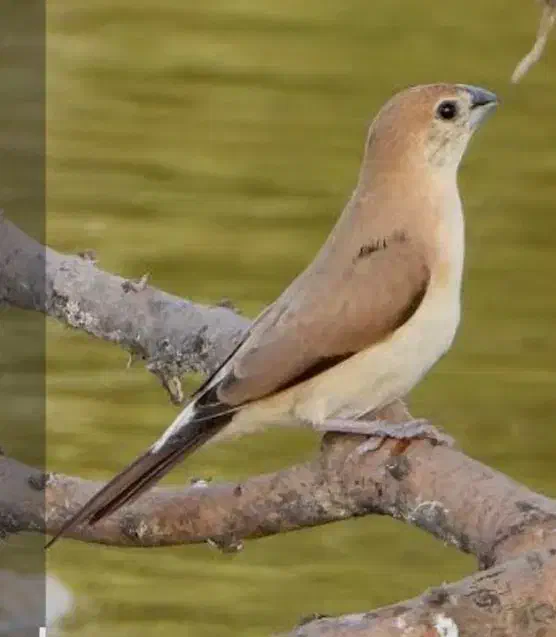 فنچ هندی|پرنده|بم, |دیوار