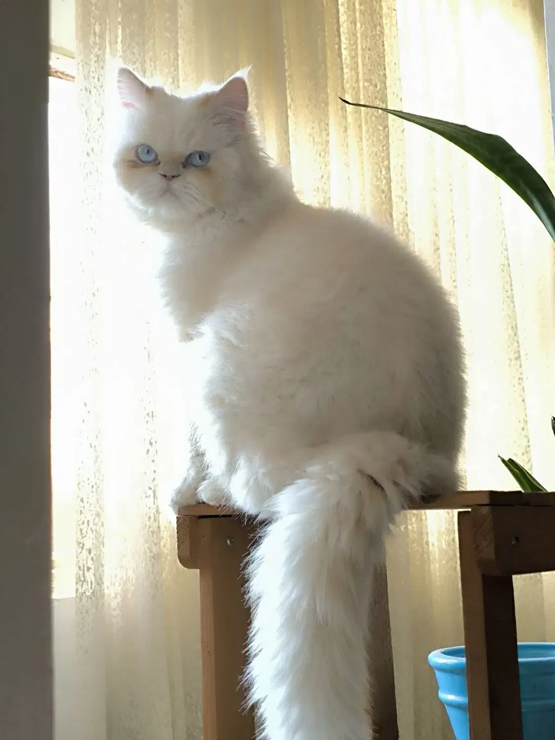 گربه پرشین|گربه|اهواز, کوروش|دیوار