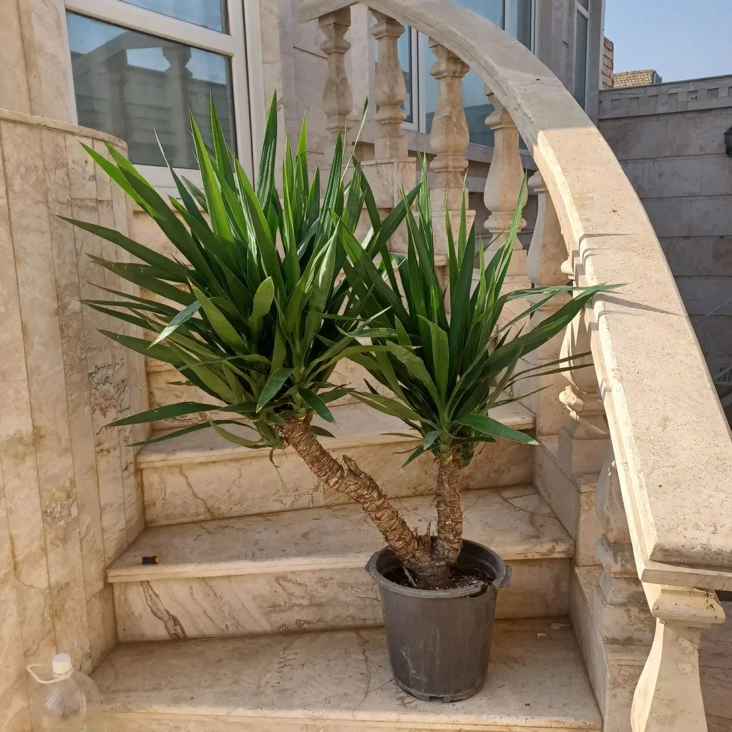 فروش انواع گل وگیاهان اپارتمانی|گل و گیاه طبیعی|آران و بیدگل, |دیوار