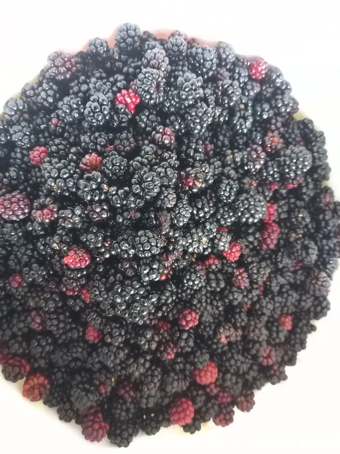 تمشک جنگلی میانکاله|خوردنی و آشامیدنی|بهشهر, |دیوار