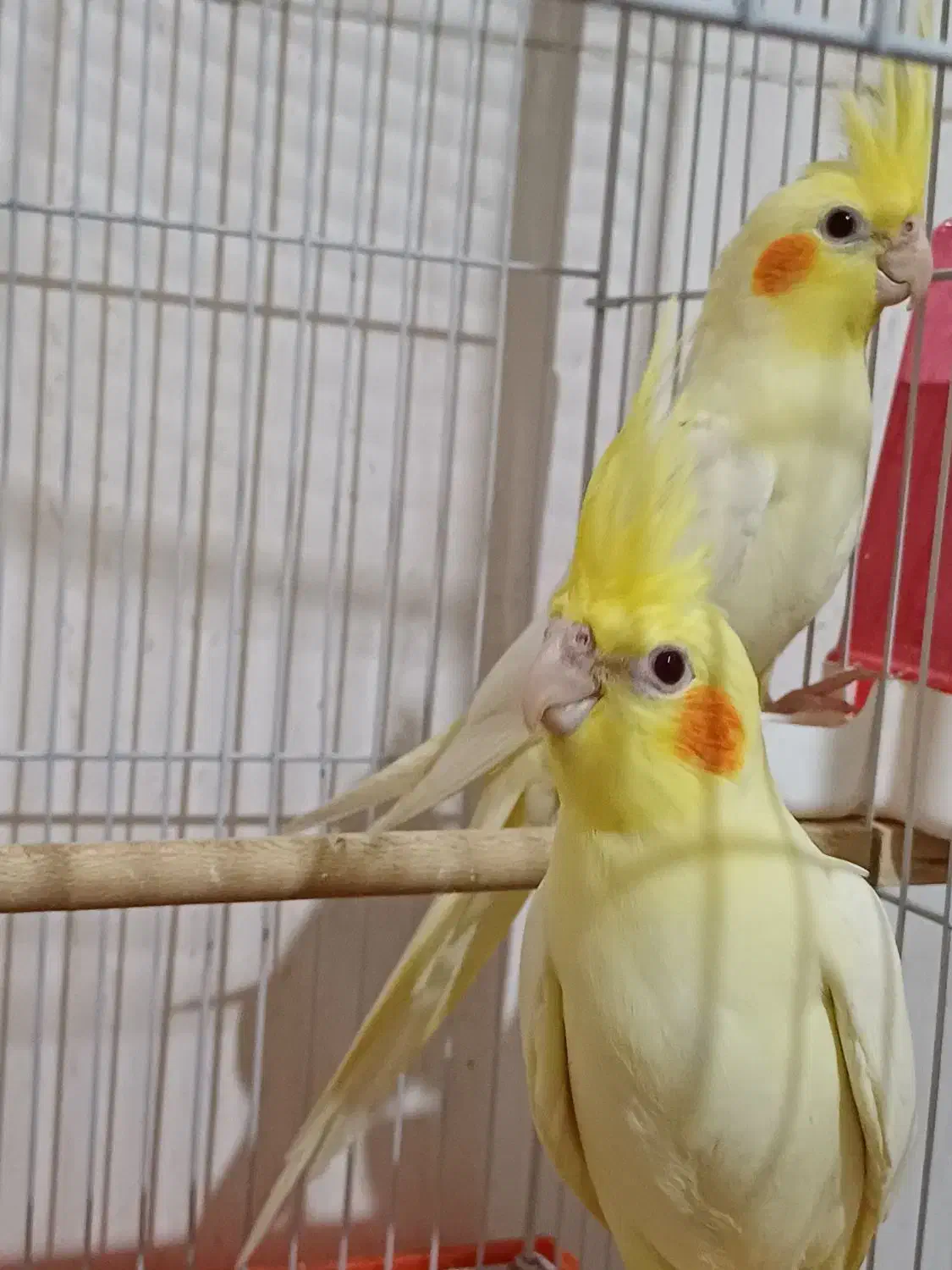 عروس هلندی لوتینو|پرنده|قم, دورشهر|دیوار