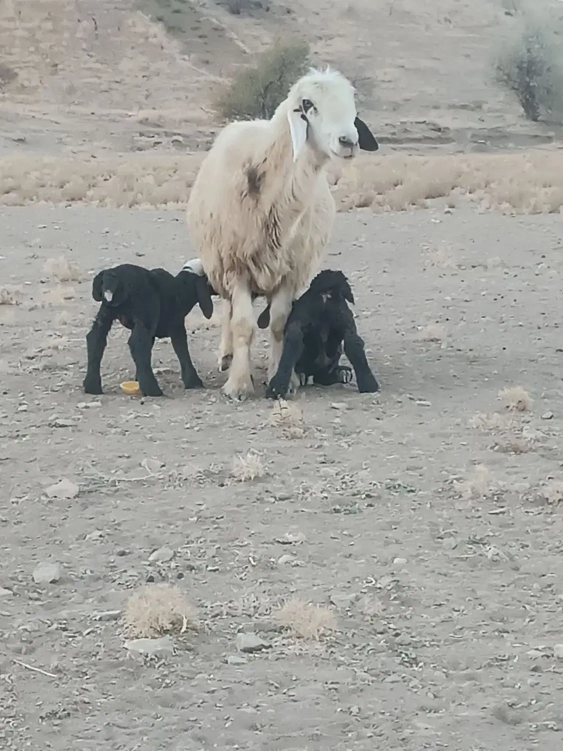 شیشک ۲سال دوقلوزا با جفت بره|حیوانات مزرعه|لاران, |دیوار
