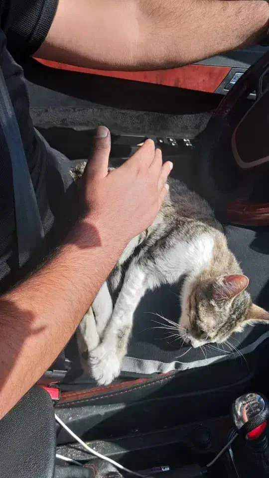 گربه DSH ماده|گربه|تهران, جیحون|دیوار