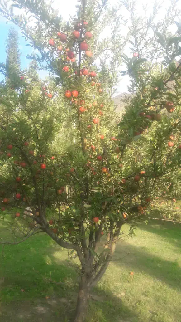 باغ فروشی واقع در روستای مهاباد( فیروزکوه)|فروش دفتر صنعتی، کشاورزی، تجاری|فیروزکوه, |دیوار