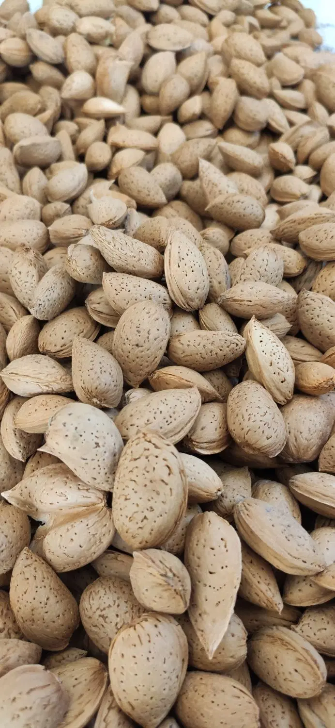 بادام درختی|خوردنی و آشامیدنی|تهران, حر|دیوار