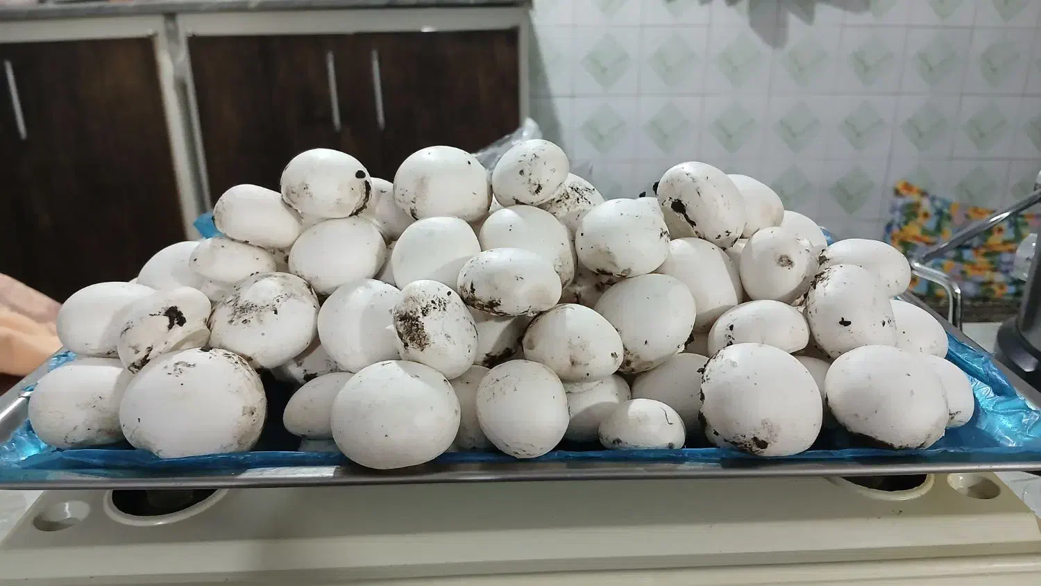 قارچ درجه یک و تو پر تکی و عمده|خوردنی و آشامیدنی|ساری, |دیوار