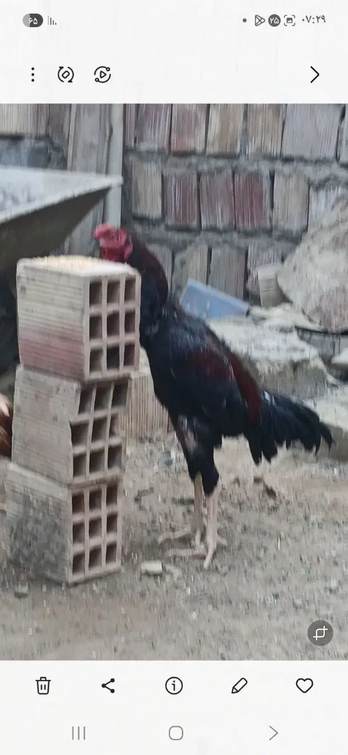 خروس خوب بفروش|حیوانات مزرعه|میناب, |دیوار