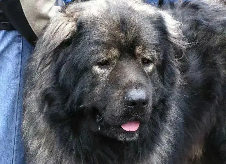 سگ های درشت اندام، سگ فوق حرفه ای،سگ نگحبان|سگ|شهریار, شهریار|دیوار