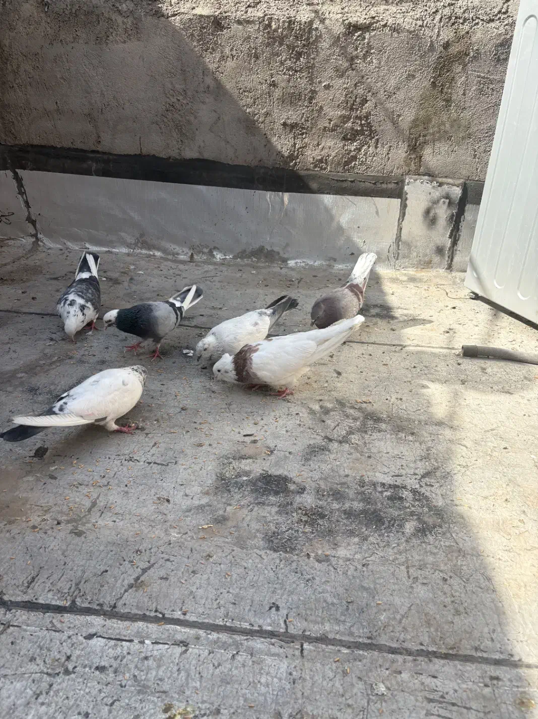 کفتر پرشی|پرنده|قم, ولیعصر|دیوار