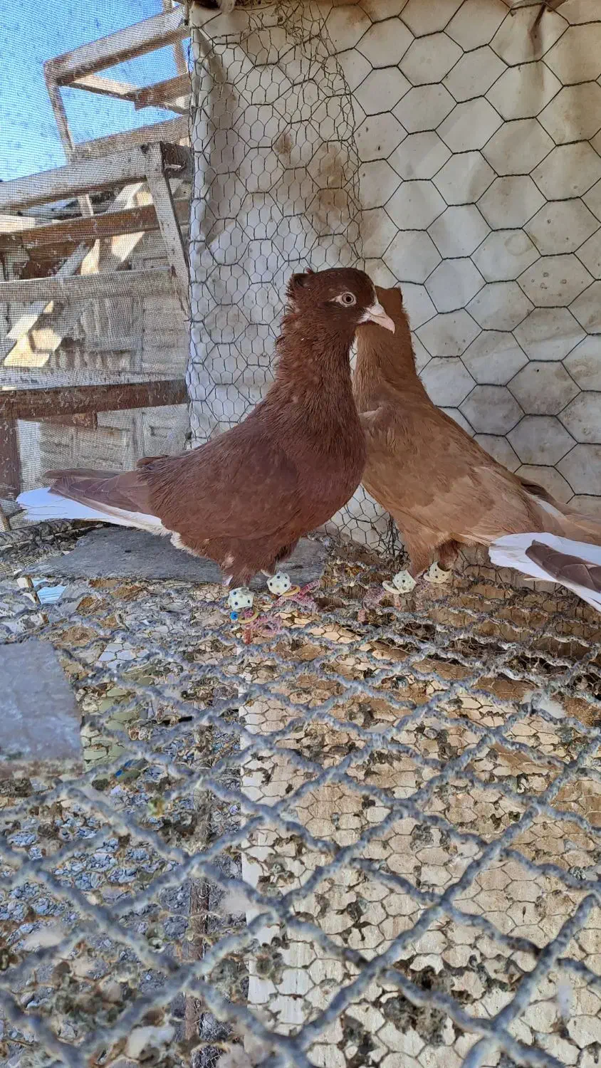 ۴تا دم سفید|پرنده|قزوین, |دیوار