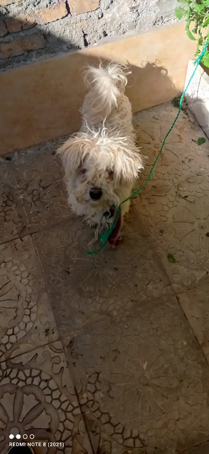 سگ خانگی|سگ|اهر, |دیوار