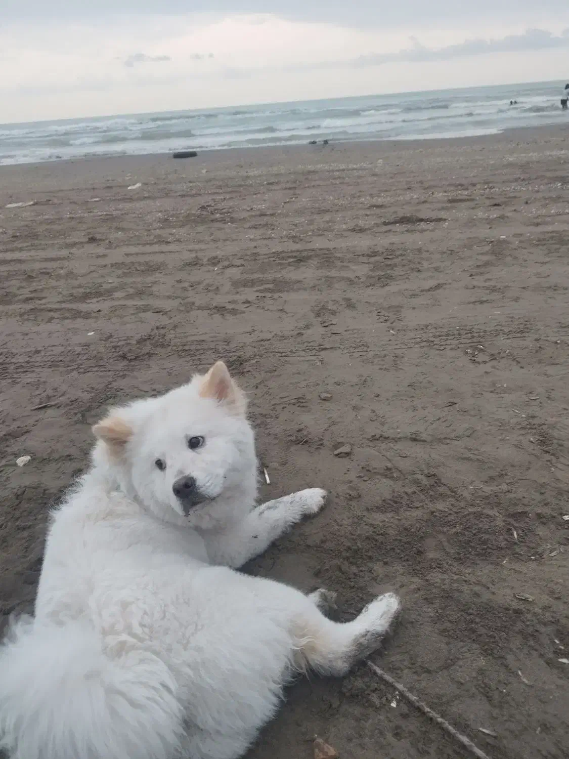 واگذاری چاوچاو 8ماه واکسینه شده|سگ|قدس, شهرقدس|دیوار