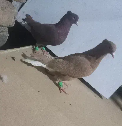 کفتر دم سفید|پرنده|نیشابور, باغرود|دیوار