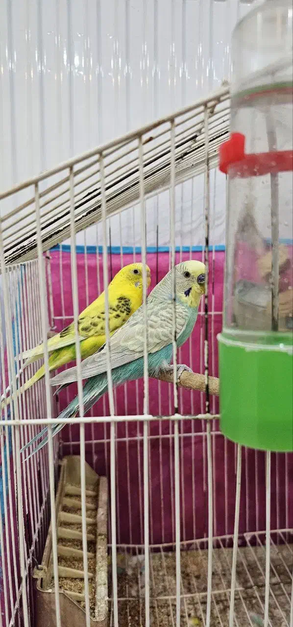 جفت مرغ عشق|پرنده|ایلام, |دیوار