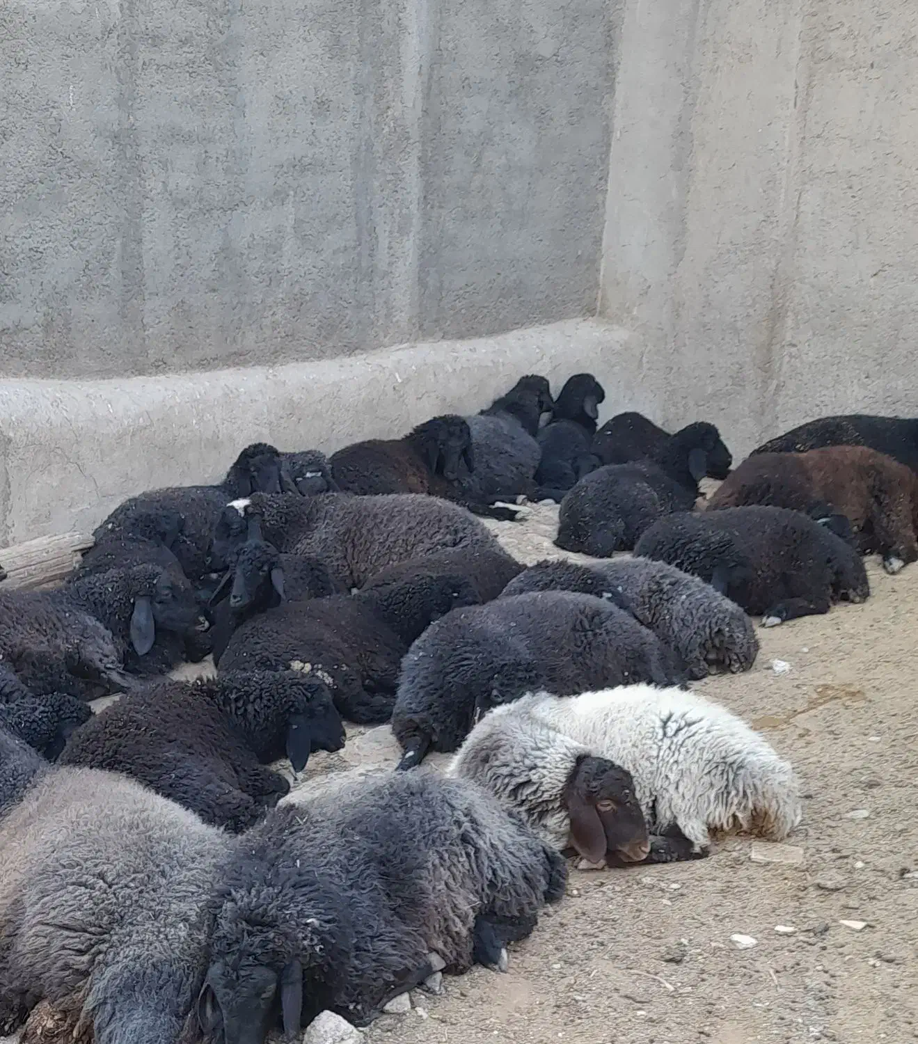 بره بزغاله|حیوانات مزرعه|پیشوا, |دیوار