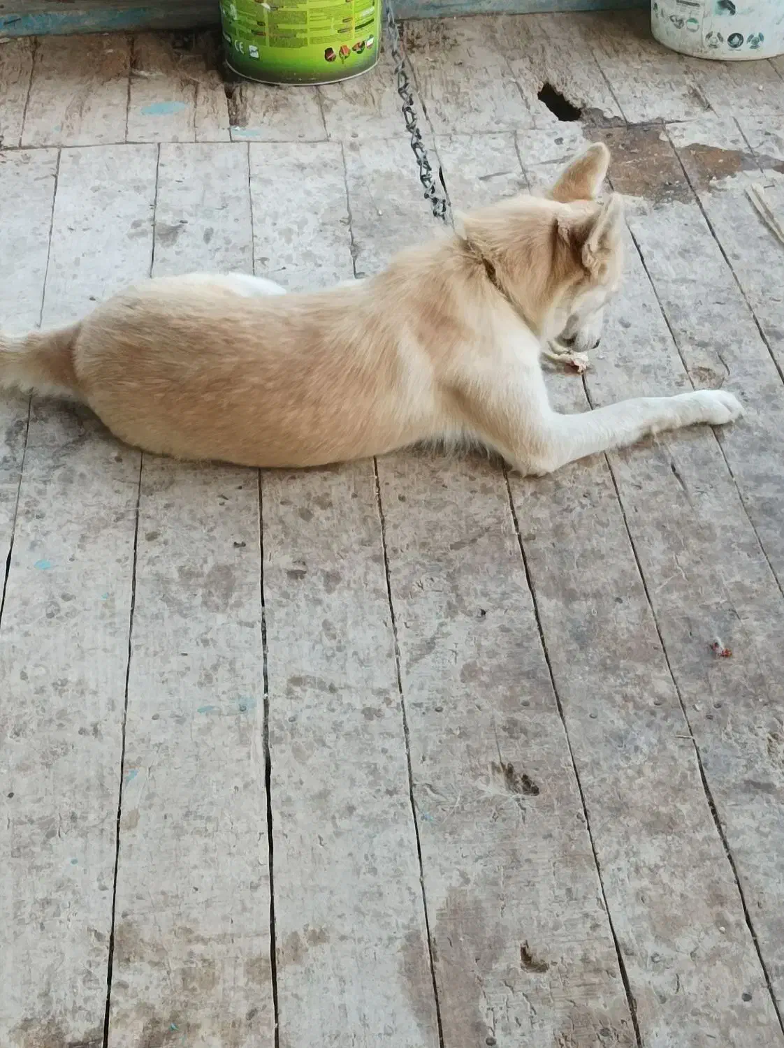 هاسکی خوشکل|سگ|لنگرود, |دیوار