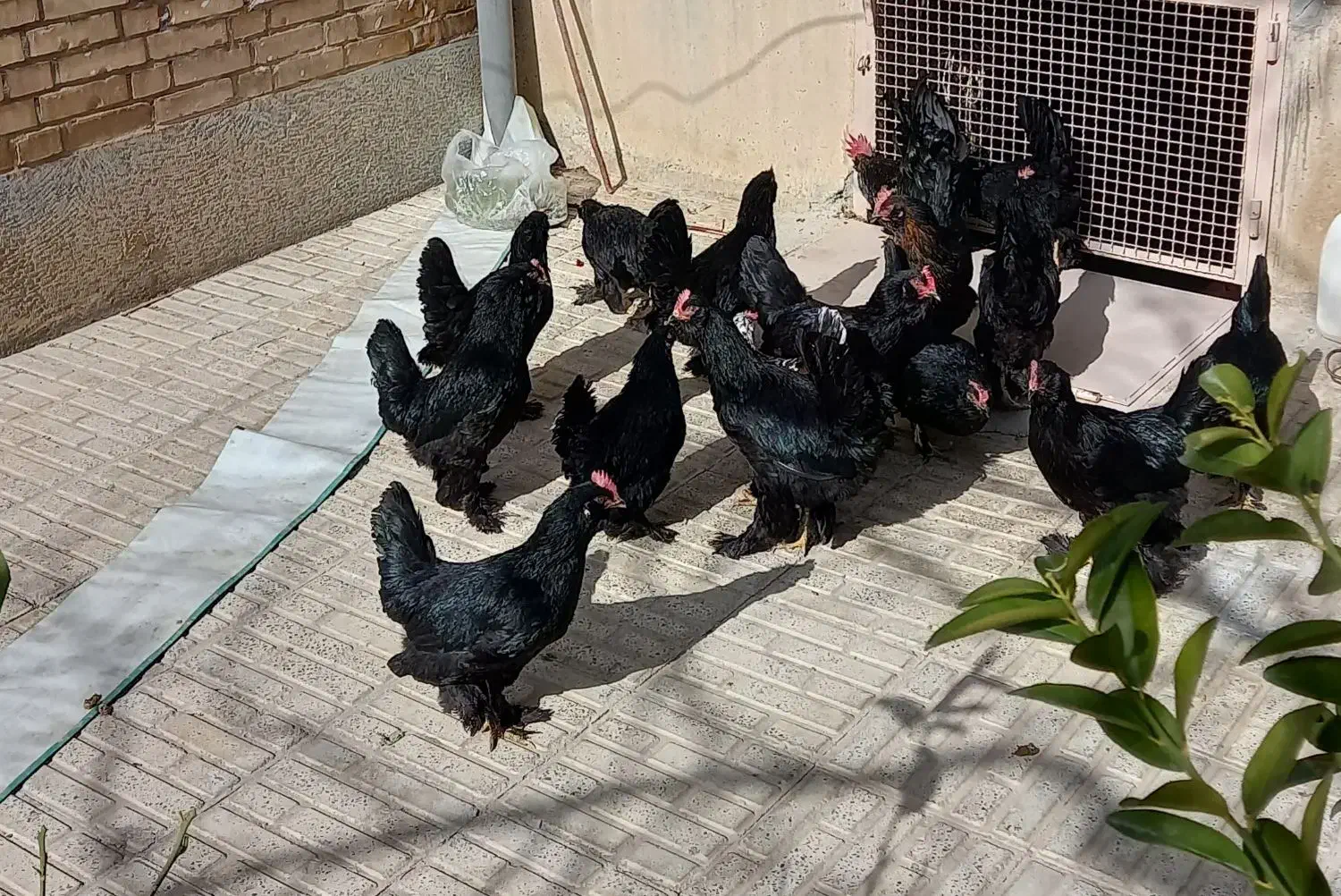 تخم مرغ نطفه دار مرندی|حیوانات مزرعه|نجفآباد, قلعه سفید|دیوار