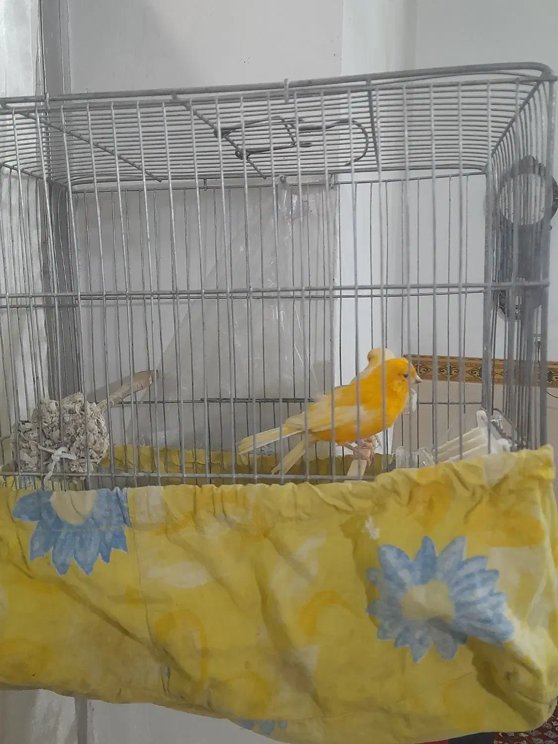 قناری نروماده|پرنده|کنگاور, |دیوار