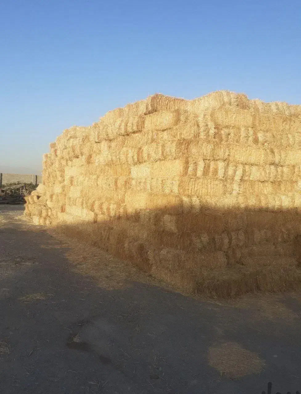 ۱۰۰ تن پرس گندم(پخل) زیر قیمت|خدمات باغبانی و درختکاری|تربت جام, معدآباد|دیوار