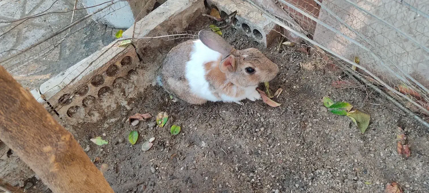 خرگوش نر|موش و خرگوش|بندرعباس, |دیوار