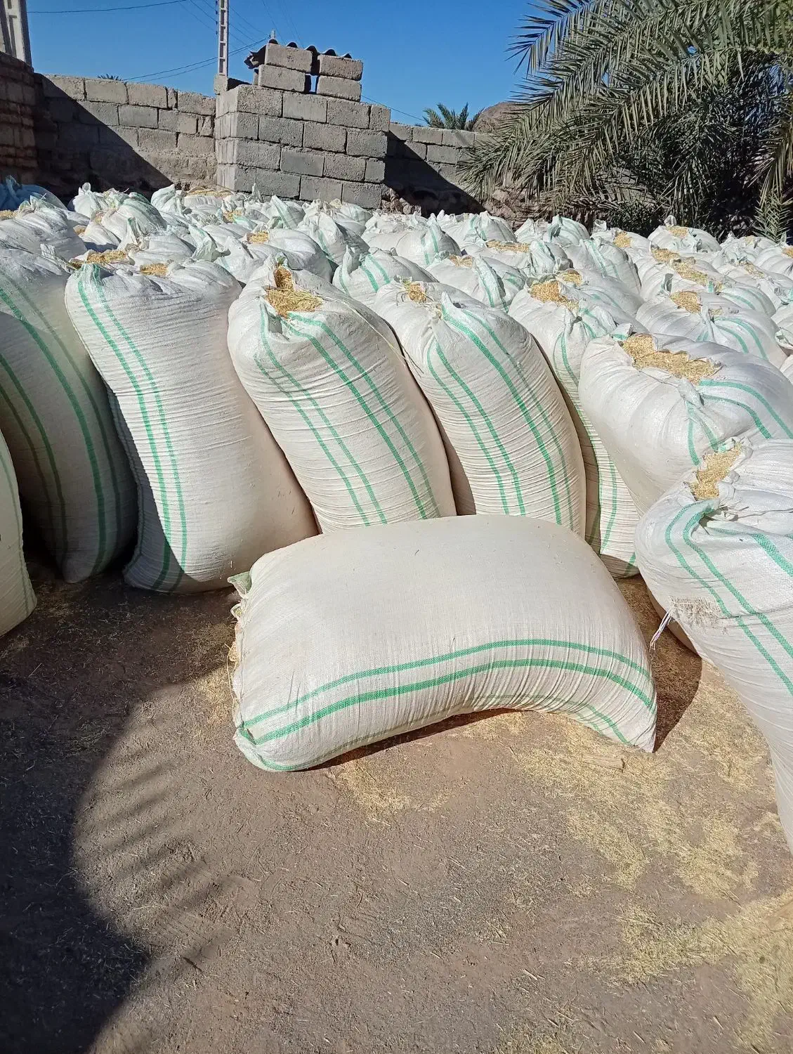 کاه سفید|خدمات باغبانی و درختکاری|ایرانشهر, |دیوار