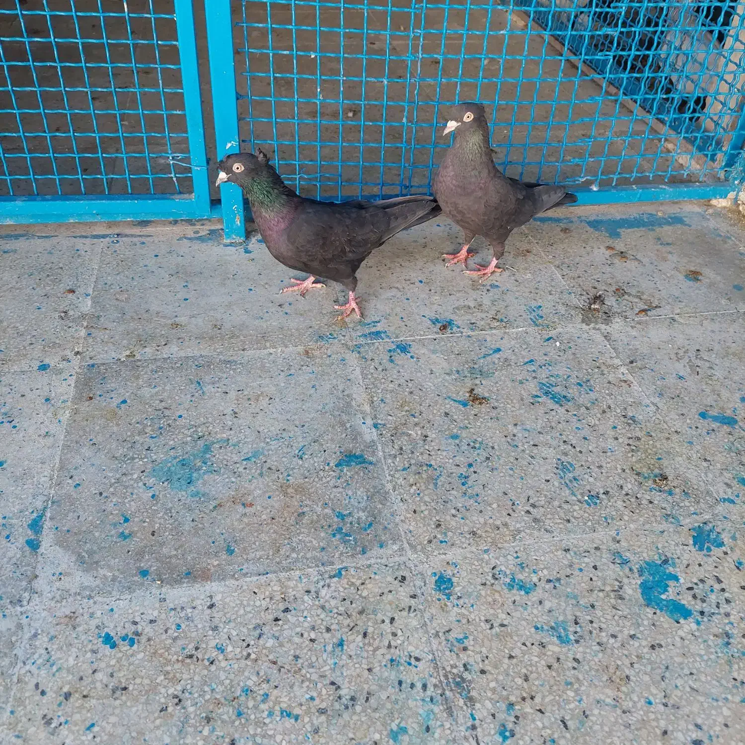 کفتر ماده سیاه بهبهونی دو کاکله|پرنده|شیراز, شهرک رضوان|دیوار