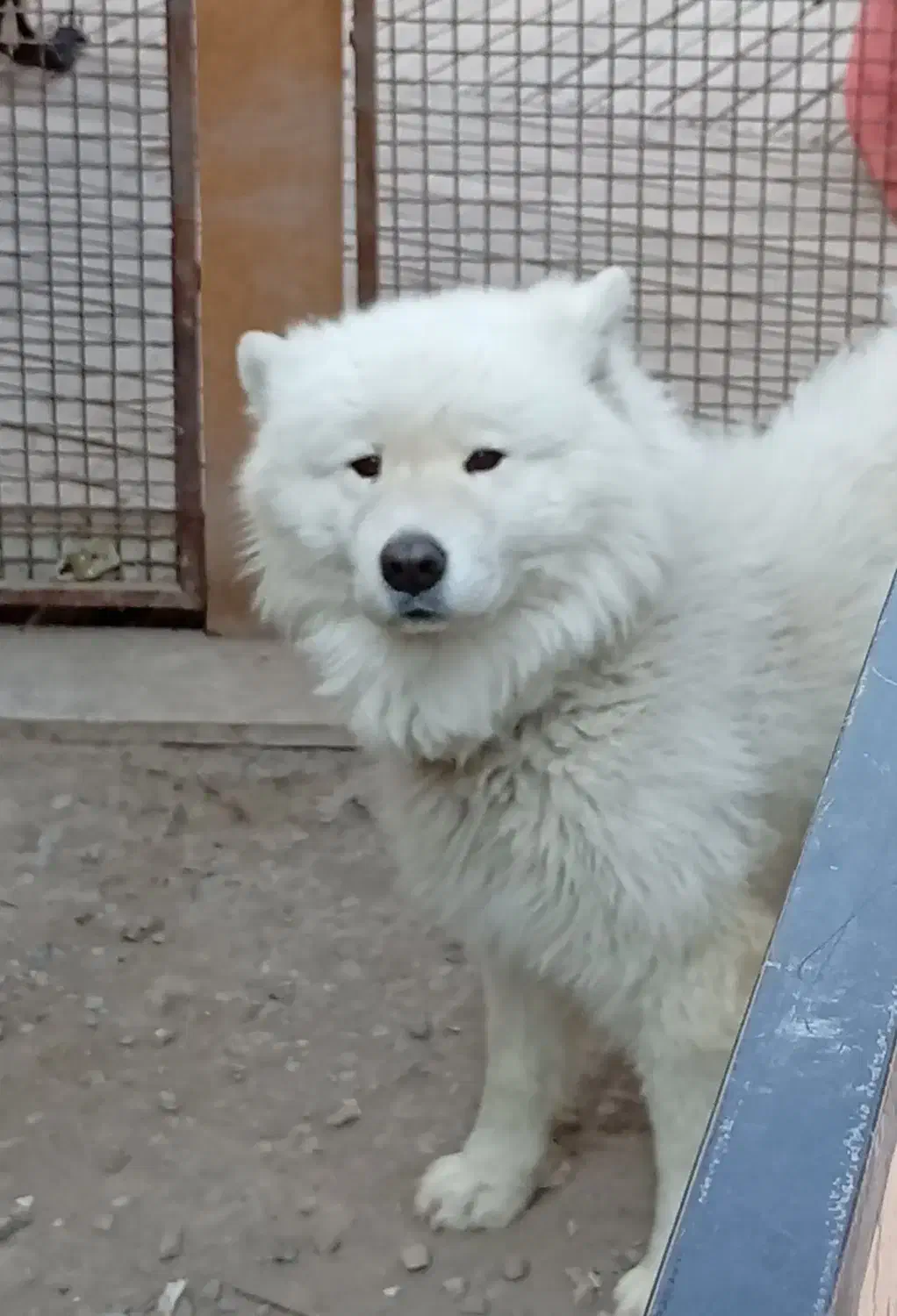 سگ سامویید / اصیل|سگ|پاکدشت, پاکدشت (مامازند)|دیوار