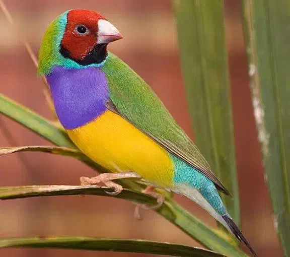 دوعدد فنچ گلدین وزبرا با قفس ولوازم|پرنده|میانه, |دیوار