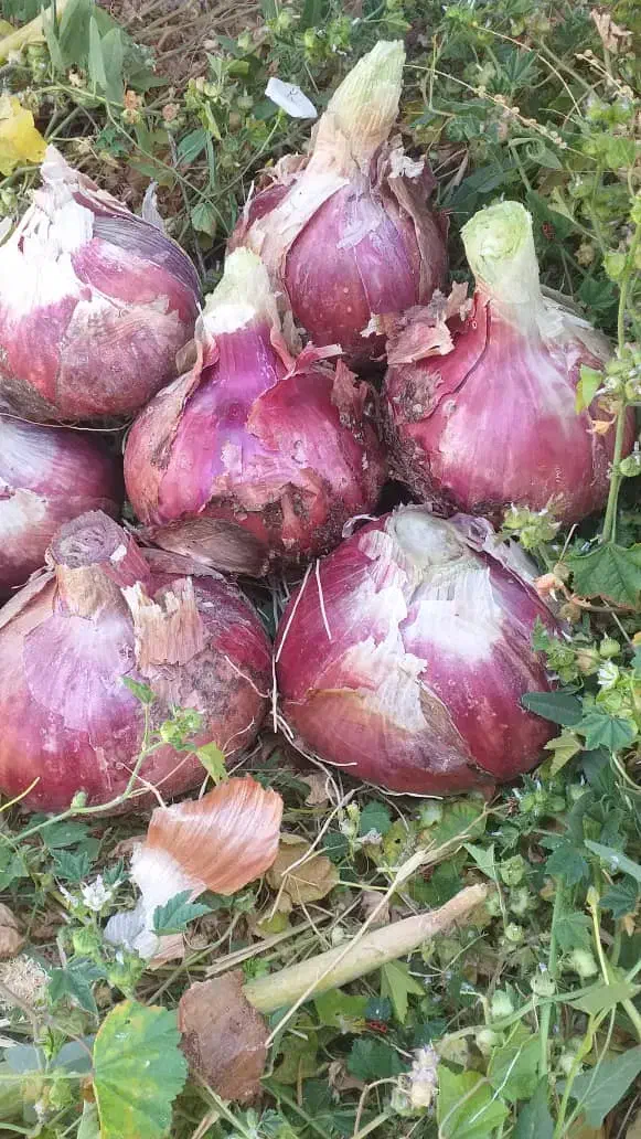 کشاورزی|عمده‌فروشی|فسا, |دیوار