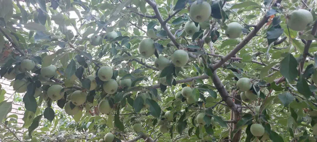 باغ ویلا روستایی|فروش خانه و ویلا|بوئین و میاندشت, |دیوار