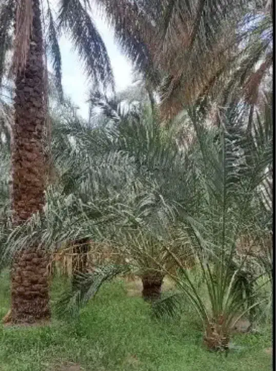 آب موتور خیراباد ده دقیقه مشتری واقعی تماس بگیره|فروش دفتر صنعتی، کشاورزی، تجاری|بم, |دیوار