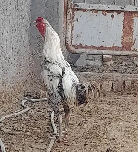 خروس جوان|حیوانات مزرعه|قم, نیروگاه|دیوار