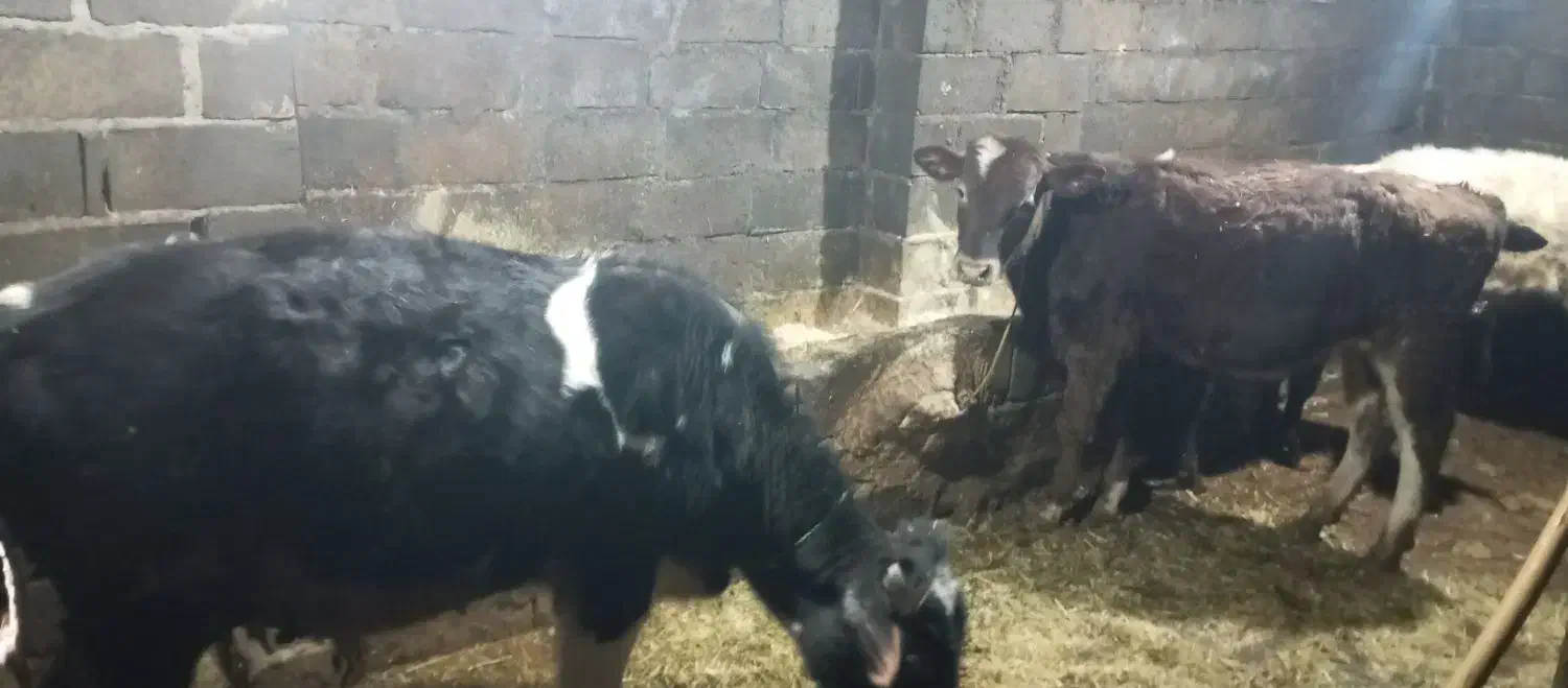 گوساله نر|حیوانات مزرعه|نظر کهریزی, |دیوار