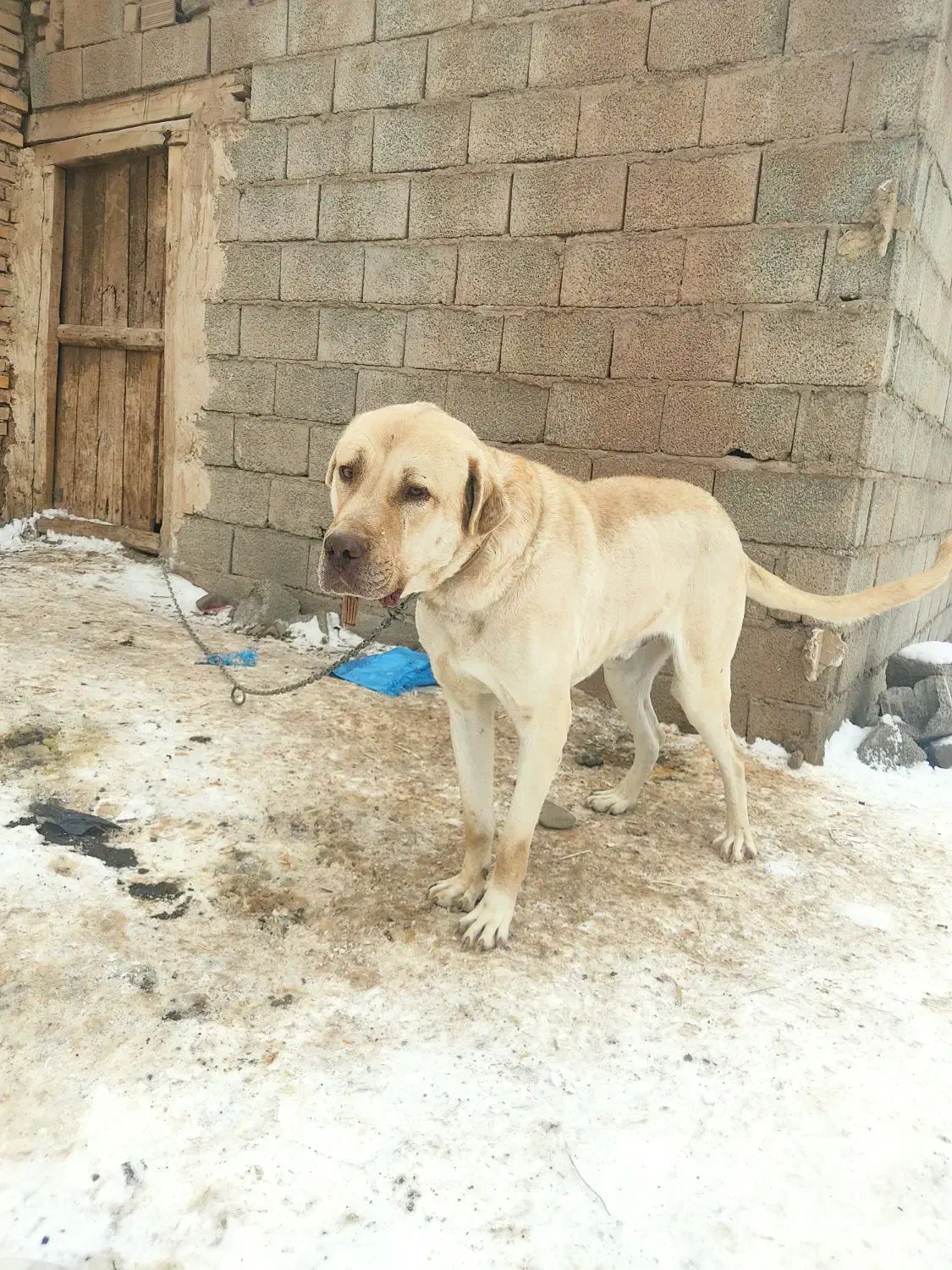 سگ سه ساله|سگ|یامچی, |دیوار