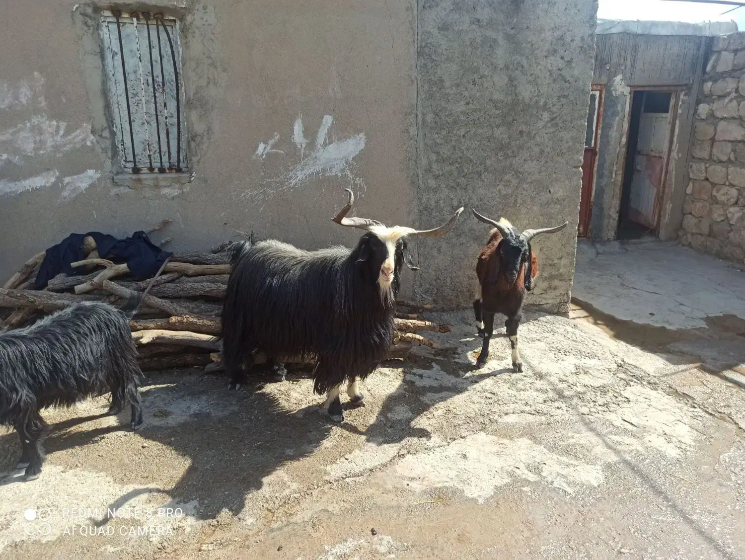 دوعددنربزجوان|حیوانات مزرعه|پلدختر, |دیوار