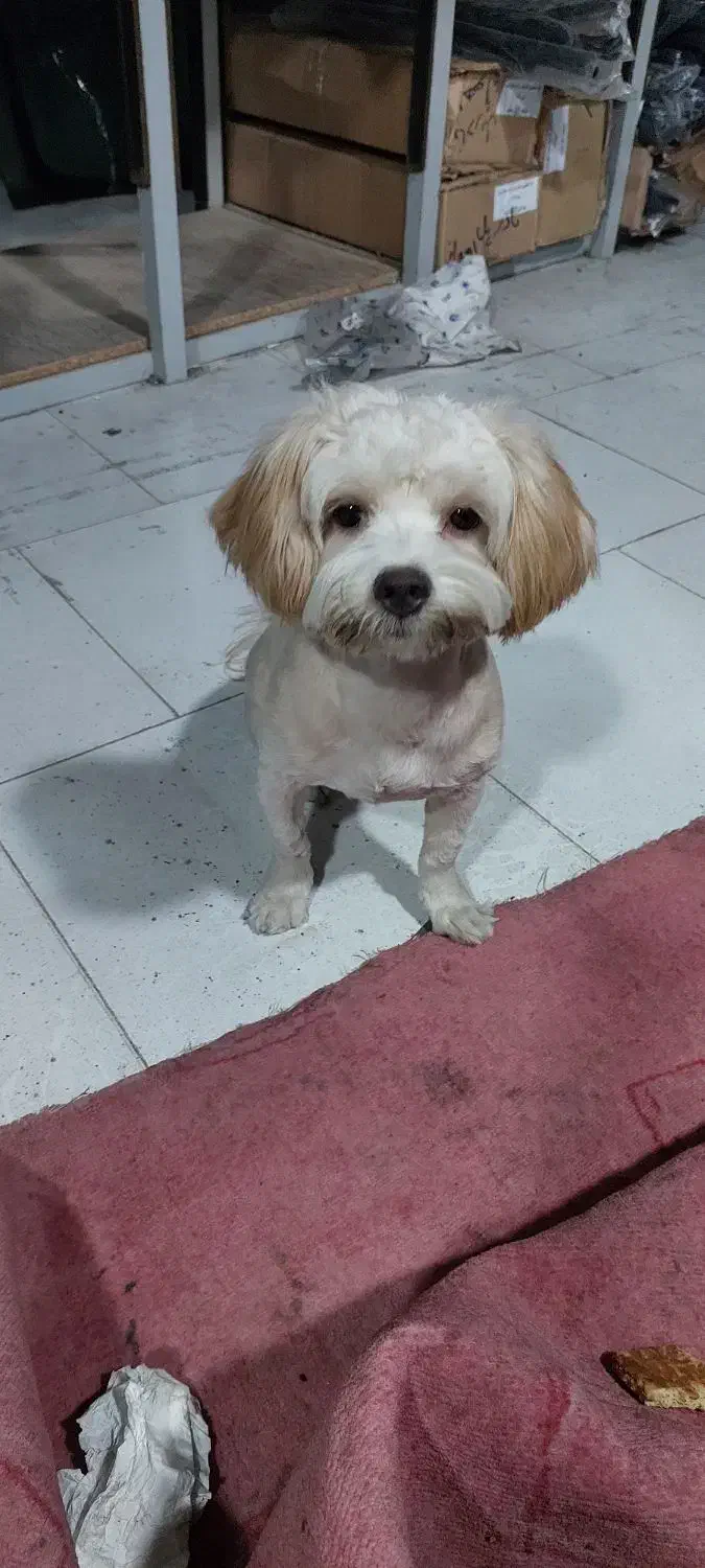 سگ شیتزو|سگ|اهواز, کوروش|دیوار